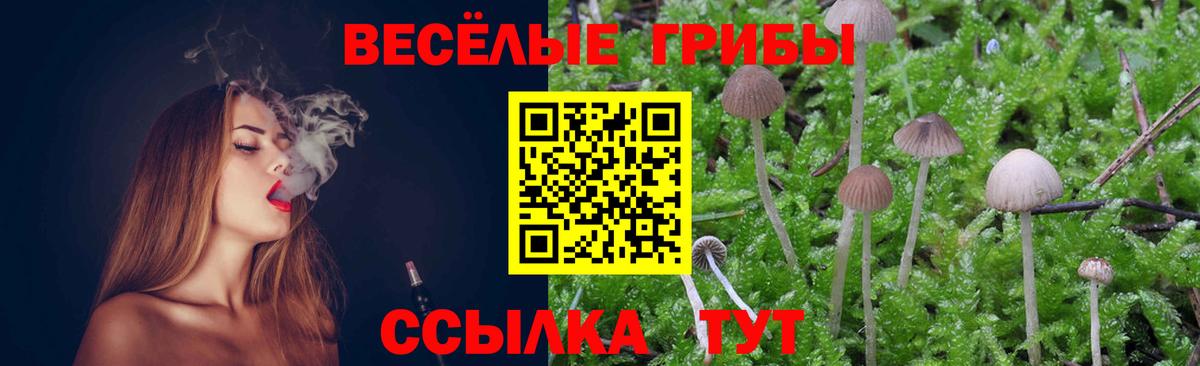 Псилоцибиновые грибы Psilocybe Волоколамск